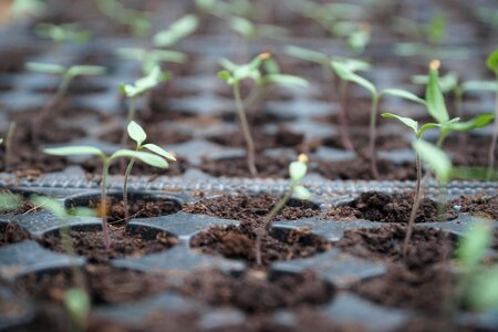 Soil leaf sprout photo