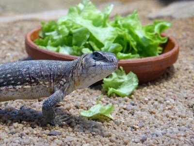 Terrarium salad eyes