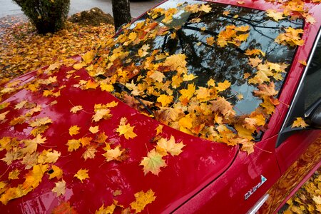 Red maple autumn