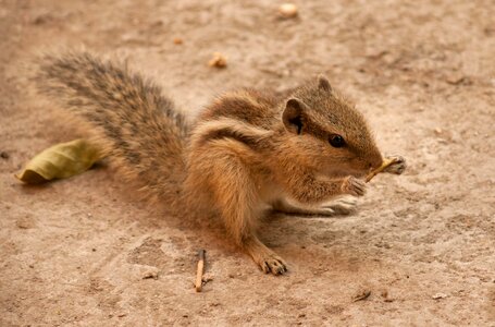 Animal beautiful image beautiful photo