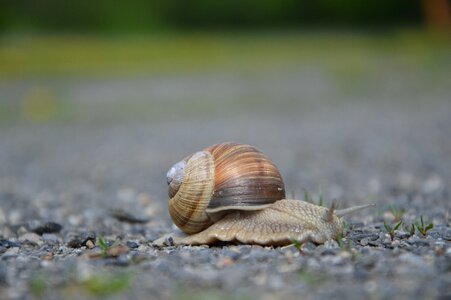 Grass closeup meadow