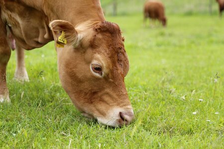 Meat breeds pasture grass