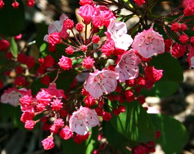 Blossom bloom petals