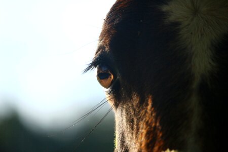 Brown horse head eye photo