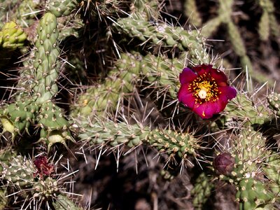 Cactus blossom flower