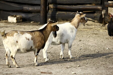 Backyard goat rural photo