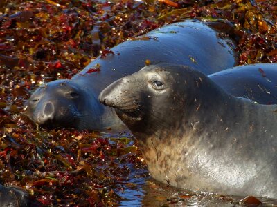 Elephant Seal in seaweed photo