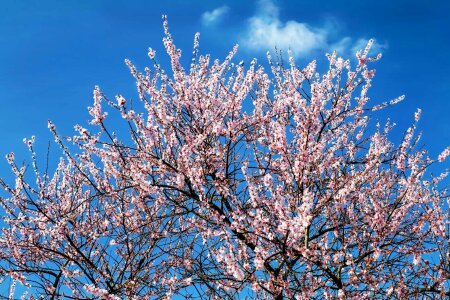 Beautiful Flowers blooming blossom photo