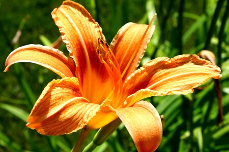 Beautiful Image beautiful photo bloom