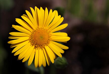 Agriculture beautiful flowers beautiful photo