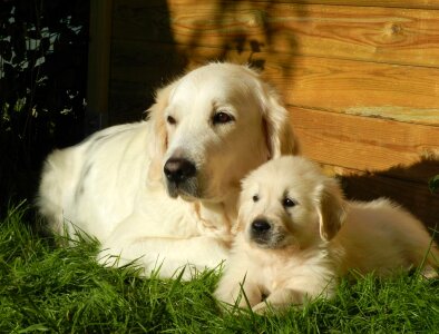 Beautiful Photo cane canine