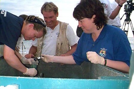 Bearing biologist labor