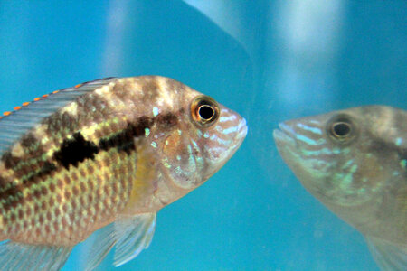 Fish Reflection Water Tank