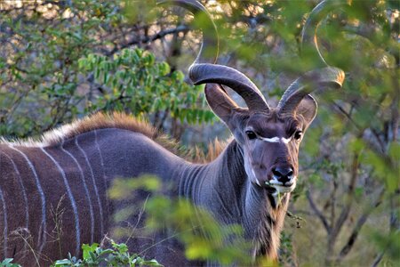 Animal stripe ear photo