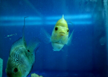 Fish Tank photo