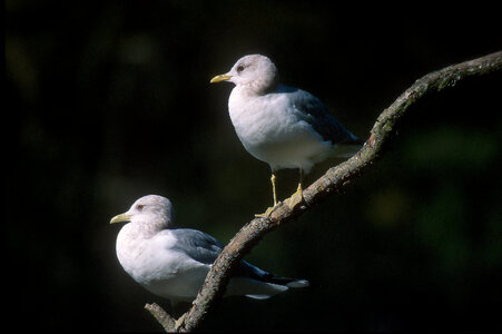 Mew Gulls photo