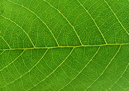 Green leaf texture