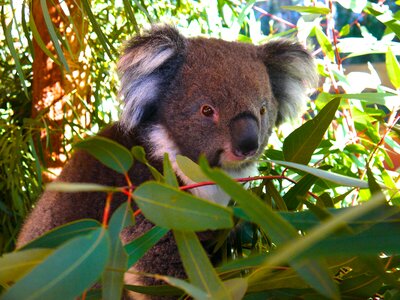 Bear animal zoo photo