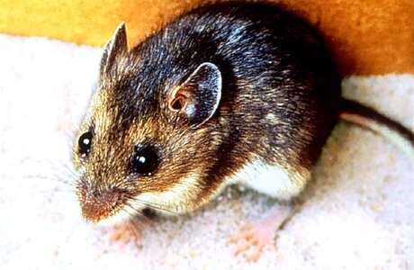 Animal close close-up