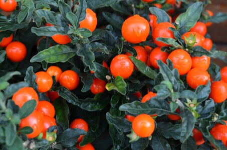 Red vegetables seasons