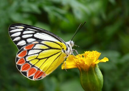 Insect yellow red