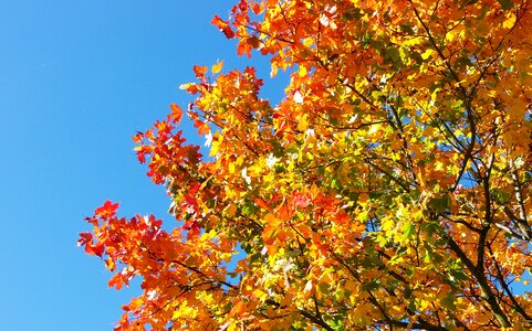 Colorful fall foliage tree photo