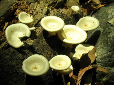 Fungi raw ingredient photo