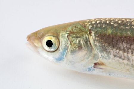 Grass Carp Juvenile-4