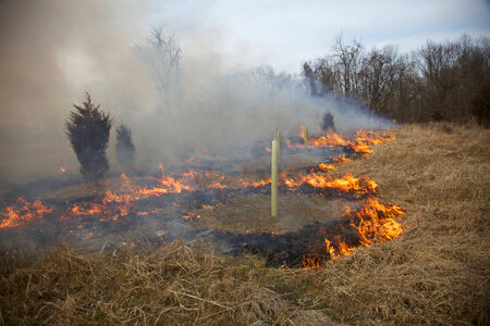 Creating fire break around tree-1