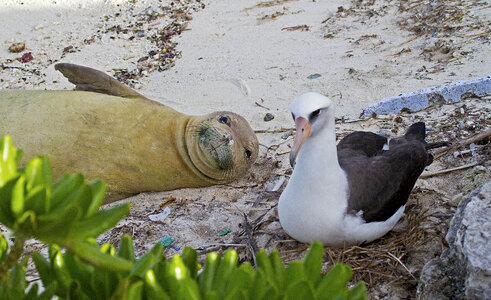 Endangered Hawaiian monk seal and Laysan albatross photo