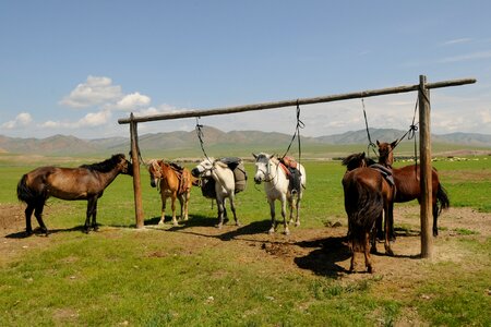 Mongolia horses break photo