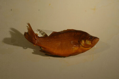 Morone chrysops-4