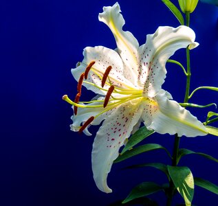 Flower white purple dots photo