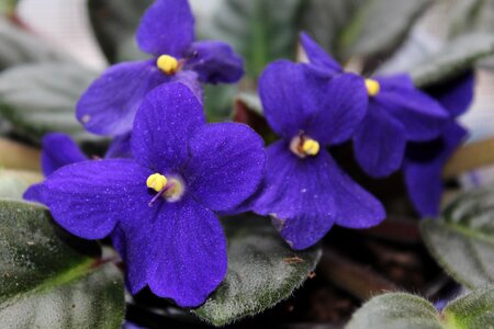 Flower violet purple