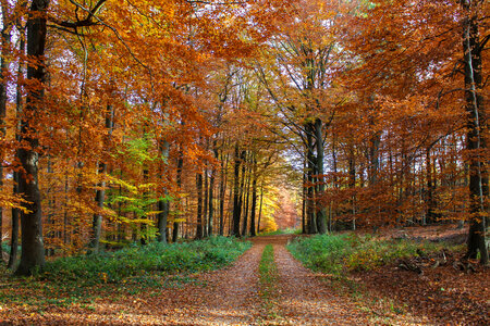 Autumn Forest Walking Path
