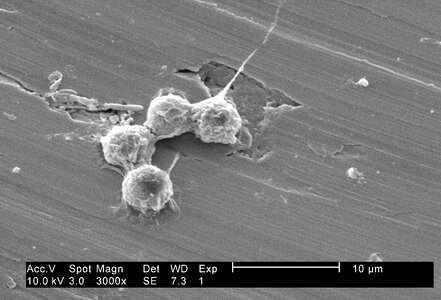 Morphology ultrastructural photo