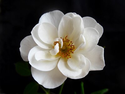 Bloom white macro photo