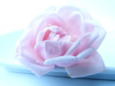 Rose blooms love pink photo