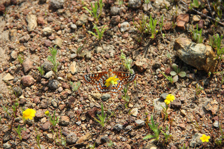 Quino Checkerspot butterfly