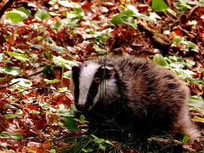 Nature animal forest floor