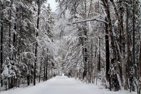 Winter nature trees photo