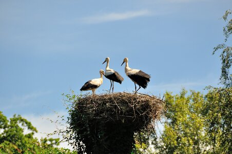 Germany birds white