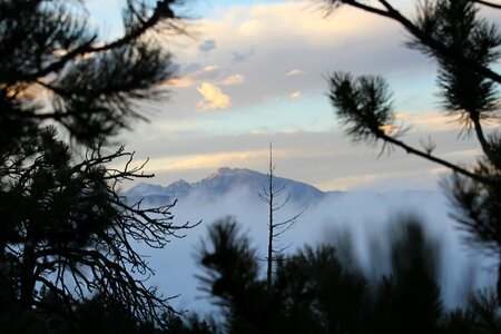 Abies branches clouds photo