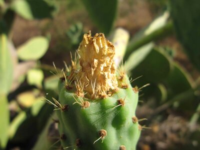 Cactus desert exotic photo