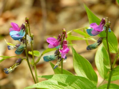 Wild plant flower blossom