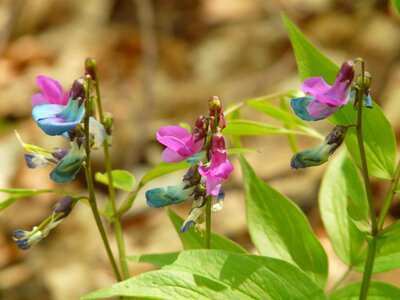 Wild plant flower blossom photo