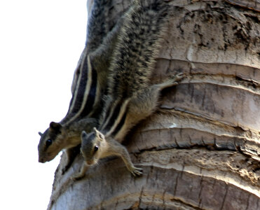 Two Squirrels Couple