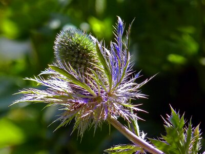 Garden plant flora photo