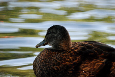 Duck in the shadow photo