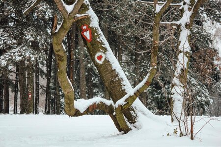 Tree altitude mountain climbing